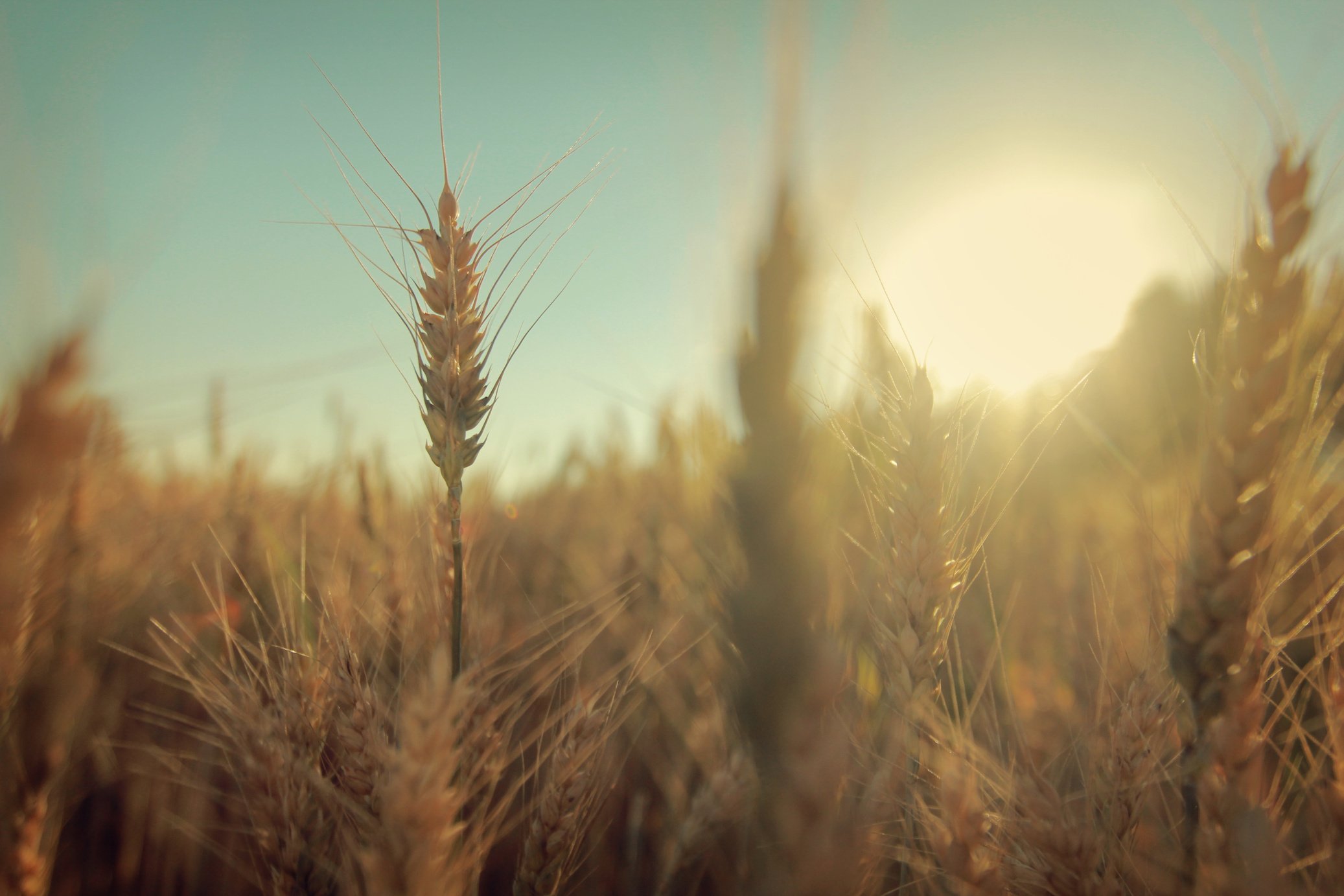 Wheat field
